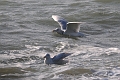 glaucous gull, glaucous gulls-07